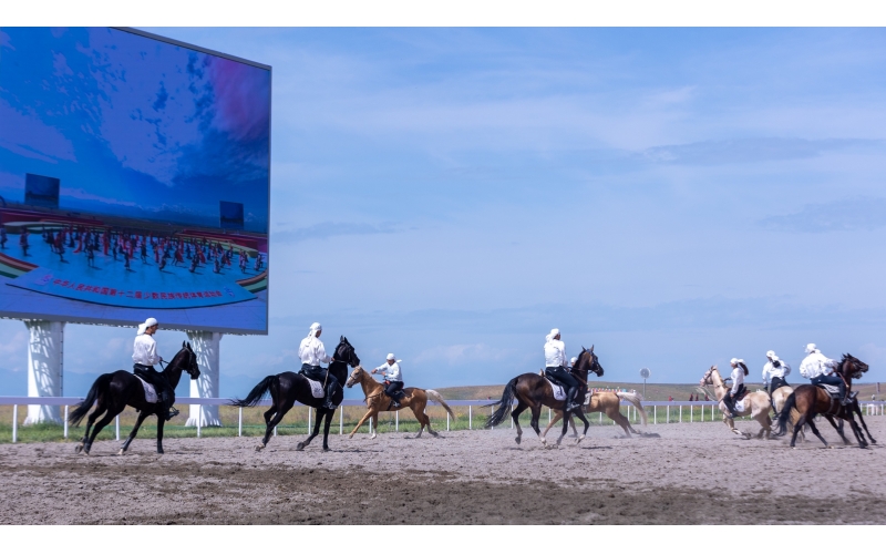 10匹汗血寶馬日行千里 精彩亮相全國民運會(huì )賽場(chǎng)