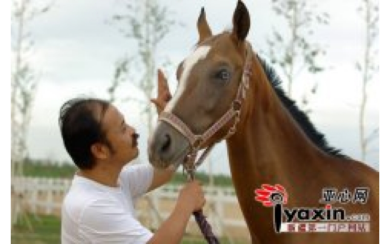 野馬集團董事長(cháng)陳志峰：在新疆哺育汗血寶馬